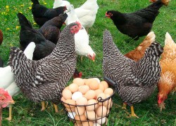 Продажа куриных яиц – рентабельный бизнес на дому