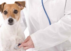 Готовый бизнес-план ветеринарной клиники