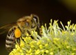 Пчеловодство — 3 формата ведения бизнеса и пошаговый план запуска