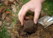 Выращивание трюфелей: 6 шагов к созданию “трюфельного леса”