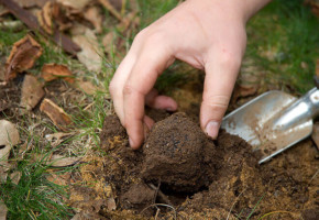 Выращивание трюфелей: 6 шагов к созданию “трюфельного леса”